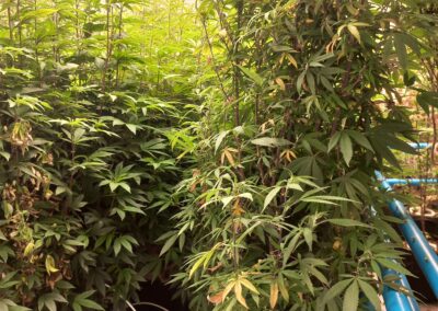 Mutterpflanzen Cannabis