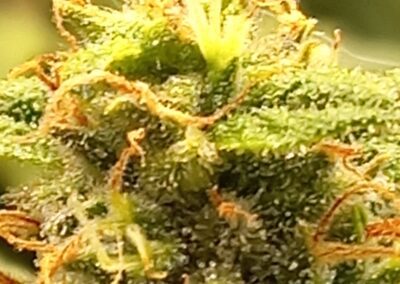 NYC Diesel