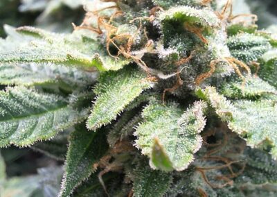 NYC_Diesel Sweet Seeds