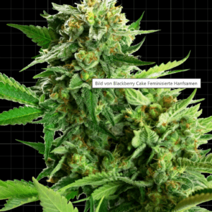 Blackberry Cake_Pflanze_sensi seeds