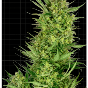 Buttercream Gelato_Pflanze_sensi Seeds