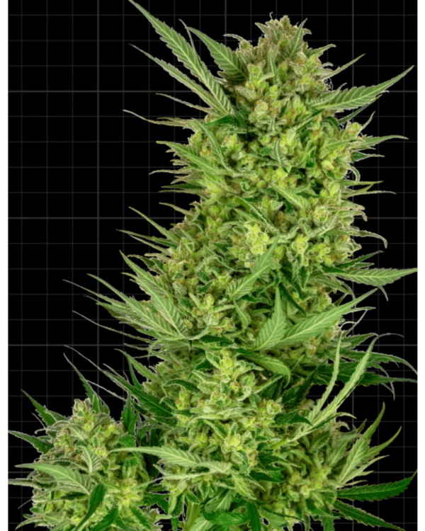 Buttercream Gelato_Pflanze_sensi Seeds
