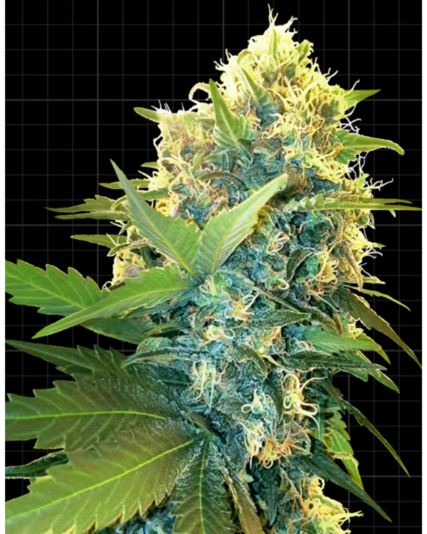 Double Kush Cake_pflanze_sensi seeds