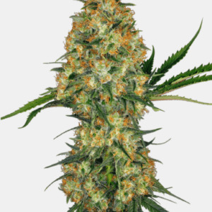 Hindu Kush_pflanze_sensi Seeds