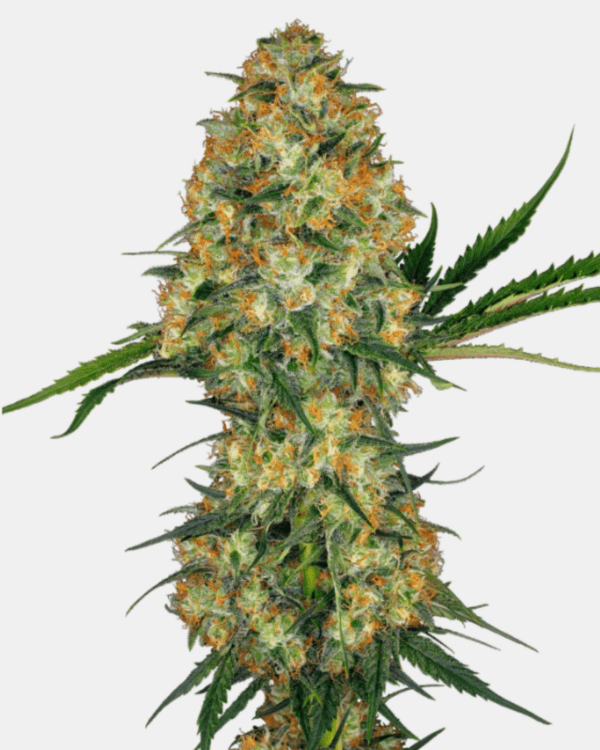 Hindu Kush_pflanze_sensi Seeds