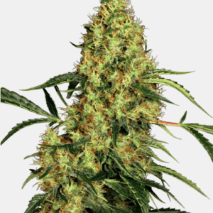 Mexican Sativa_Pflanze_sensi seeds