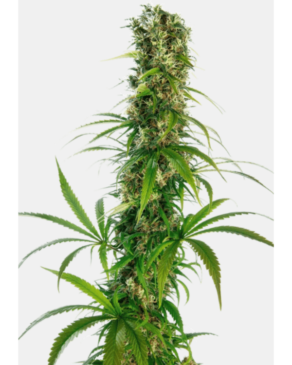 Michka_pflanze_sensi seeds
