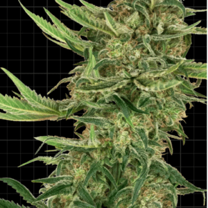 N13 Kush_Pflanze_Sensi Seeds