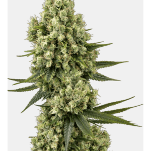 Silver Fire_Pflanze_Sensi Seeds