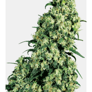 Skunk #1_Pflanze_sensi seeds