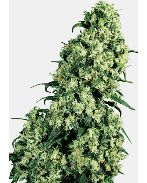 Skunk #1_Pflanze_sensi seeds