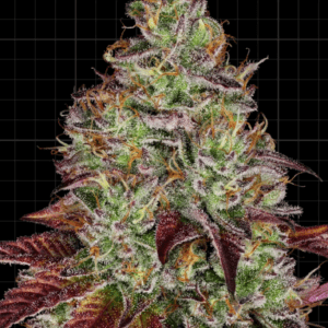 Tezla OG_pflanze_sensi seeds