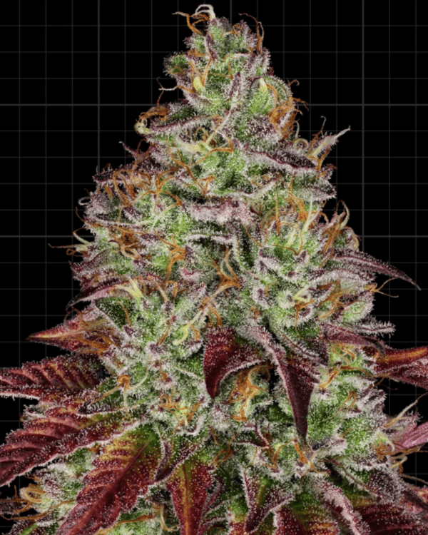 Tezla OG_pflanze_sensi seeds