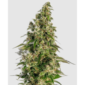 Cannabisblüte der Sorte Afghani #1 Auto. von Sensi Seeds