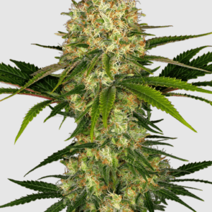 Afghani #1_pflanze_sensi seeds