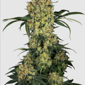 Aloha OG_pflanze_sensi seeds