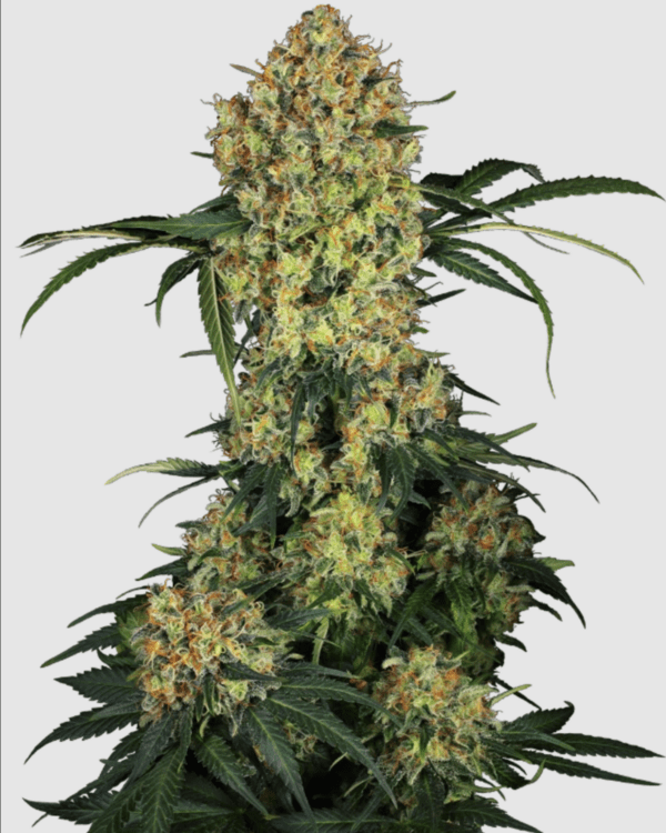 Aloha OG_pflanze_sensi seeds