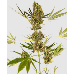 Cannabisblüte der Sorte Alpine Delight CBD Auto. von Sensi Seeds