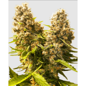 Cannabisblüte der Sorte Banana Kush Cake Auto von Sensi Seeds