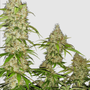 Banana Kush Cake_Pflanze_sensi Seeds