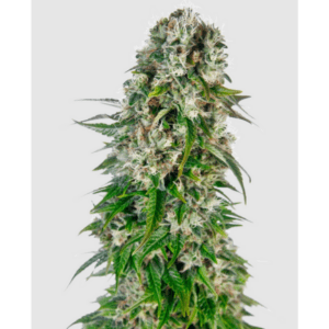 Cannabisblüte der Sorte Big Bud Auto. von Sensi Seeds