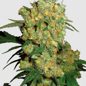 Big Bud_Pflanze_sensi seeds