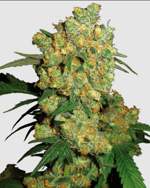Big Bud_Pflanze_sensi seeds