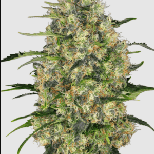 Black Domina_Pflanze_sensi Seeds