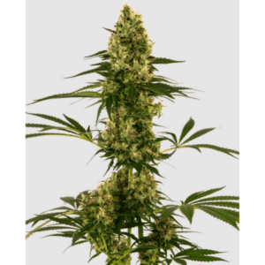 Cannabisblüte der Sorte Blue Bullet Auto. von Sensi Seeds