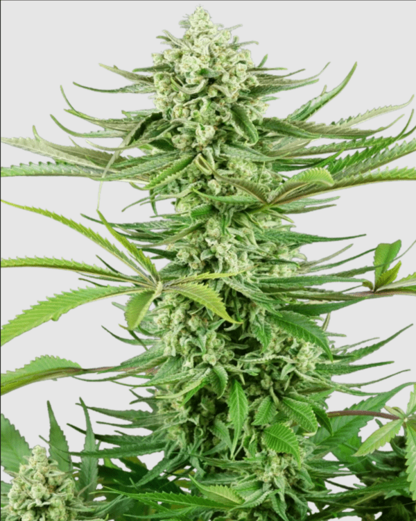 Cashew Kush_Pflanze_Sensi Seeds