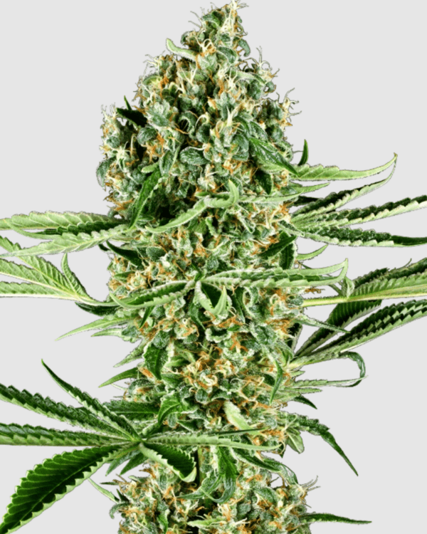 Critical Runtz_pflnaze_sensi seeds