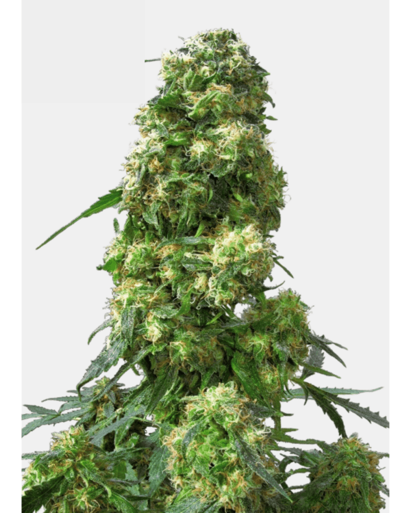 Early Skunk_pflanze_sensi seeds