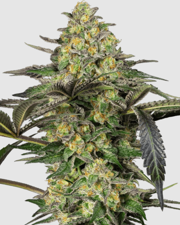Grapevine Candy_pflanze_sensi seeds