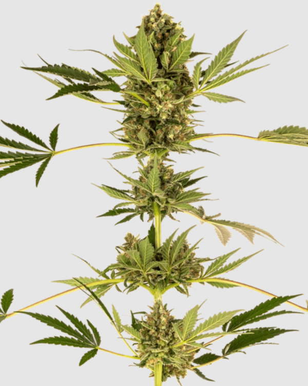 Himalayan CBD_pflanze_sensi seeds