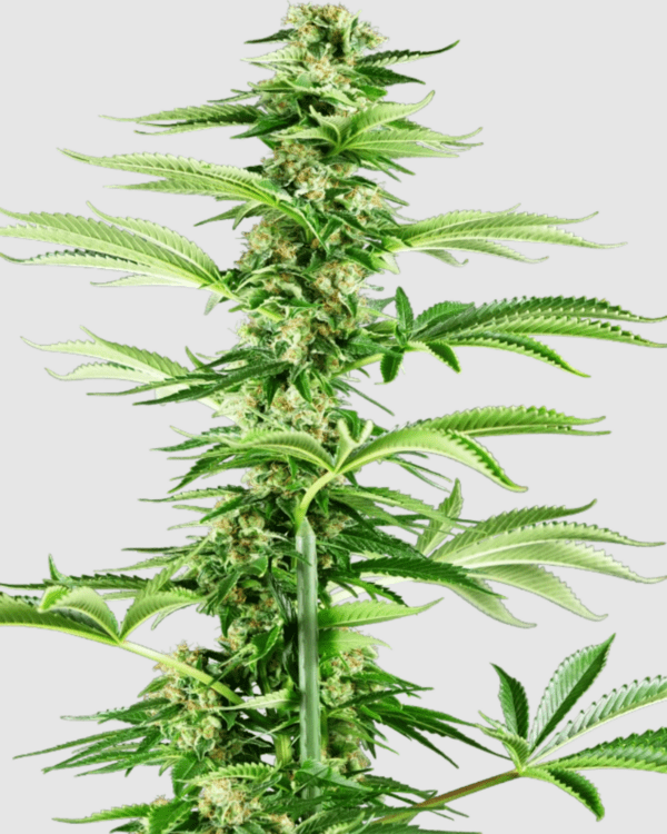 Honey Melon Haze_pflanze_sensi seeds