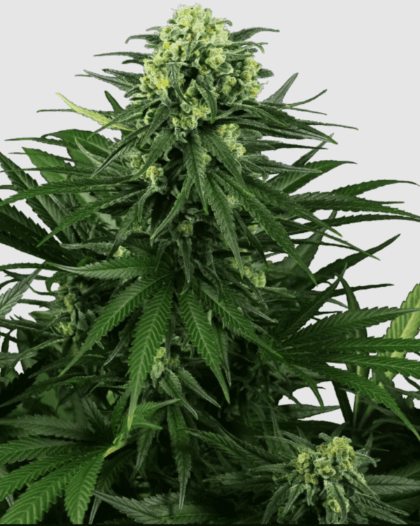 Honey Melon Kush_pflanze_sensi seeds