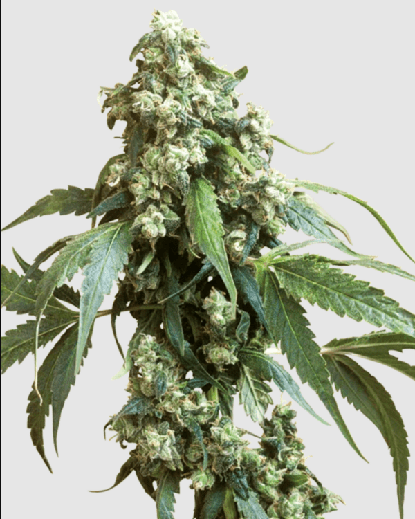 Jack Flash #5_Pflanze_Sensi Seeds
