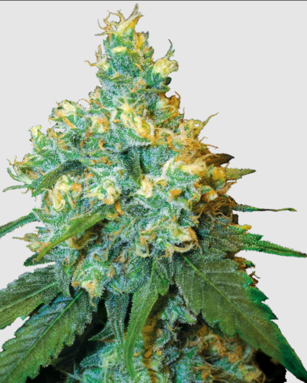 Jack Herer_pflanze_sensi seeds