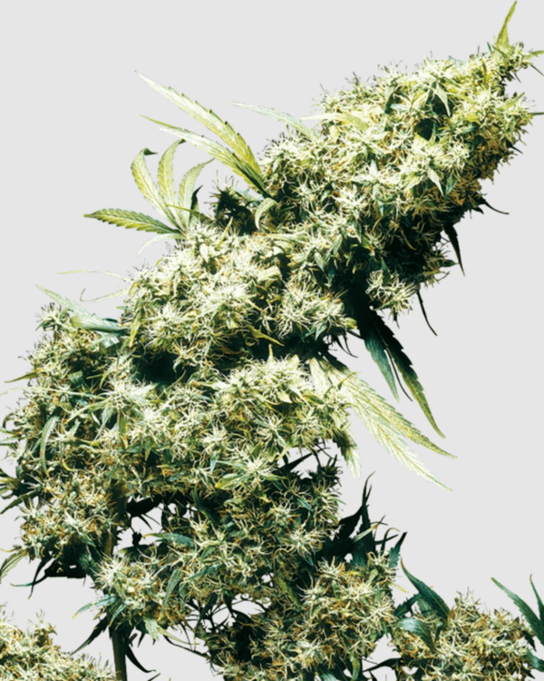 Jamaican Pearl_pflanze_sensi seeds