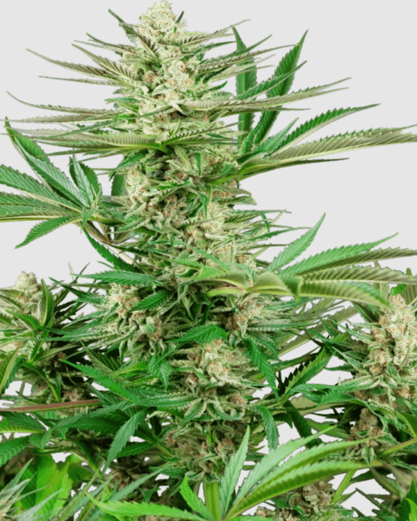 Malibu OG Gold_pflanze_sensi seeds