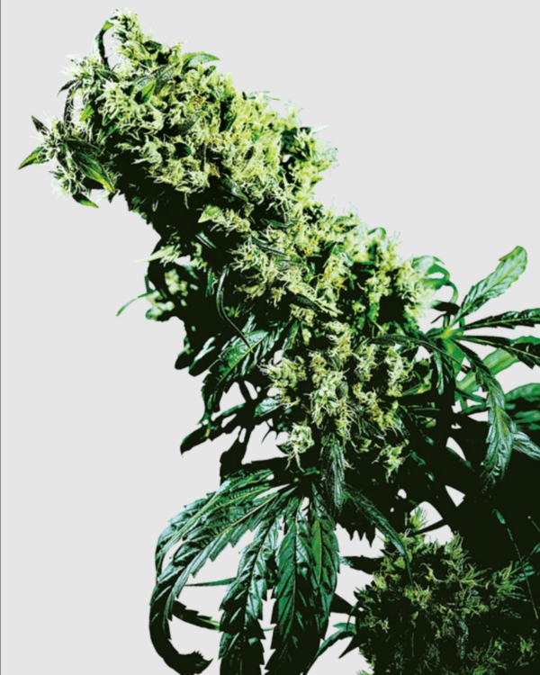 Northern Lights #5_pflanze_sensi seeds