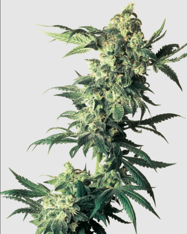 Northern Lights_pflanze_sensi seeds