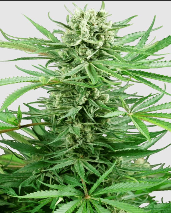 Papi Chulo OG_pflanze_sensi seeds