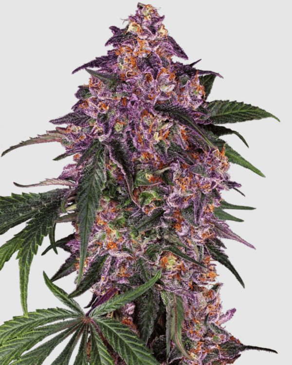 Sensi Purple Kush_Pflanze_sensi Seeds