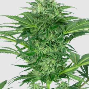 Skunk Dream CBD_Pflanze_sensi seeds