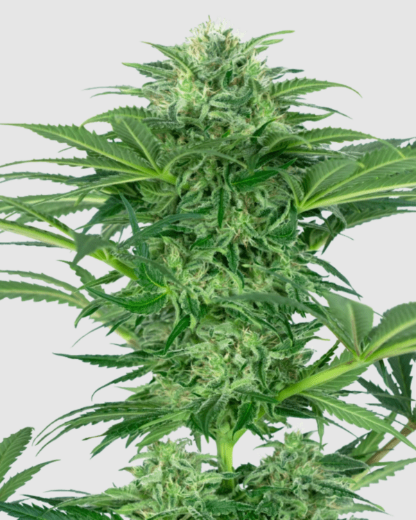 Skunk Dream CBD_Pflanze_sensi seeds