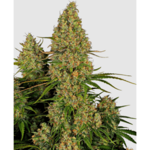 Sticky Orange XXL Automatic_Pflanze_sensi seeds