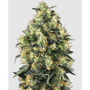 Cannabisblüte der Sorte Super Skunk Auto. von Sensi Seeds