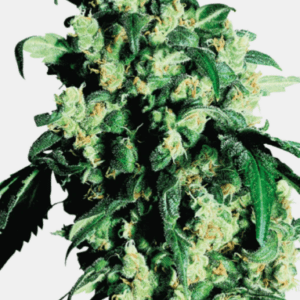 Super Skunk_pflanze_sensi Seeds