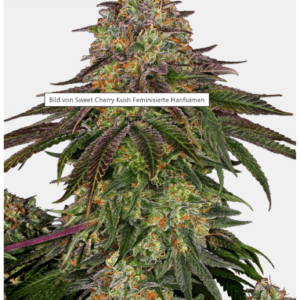 Sweet Cherry Kush_pflanze_ sensi seeds